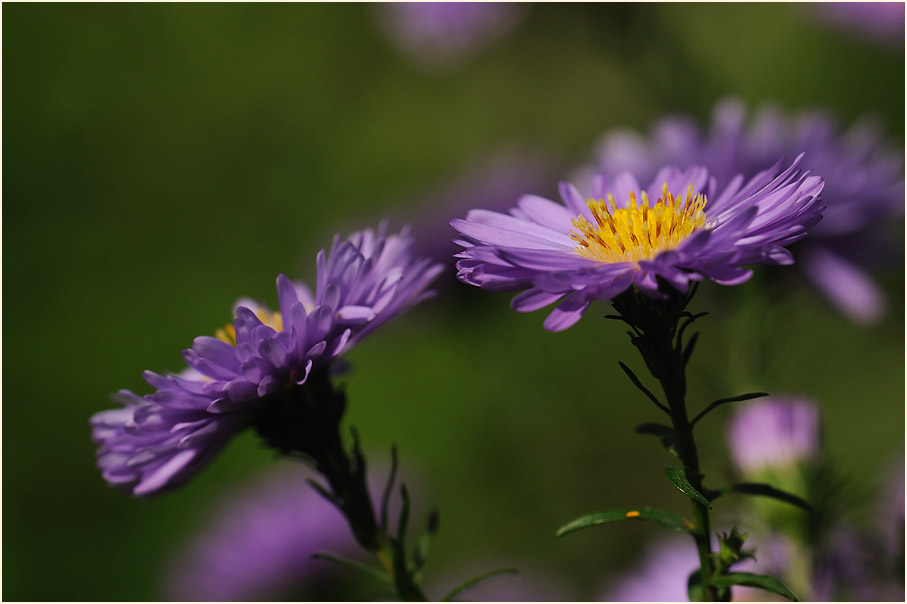 Aster