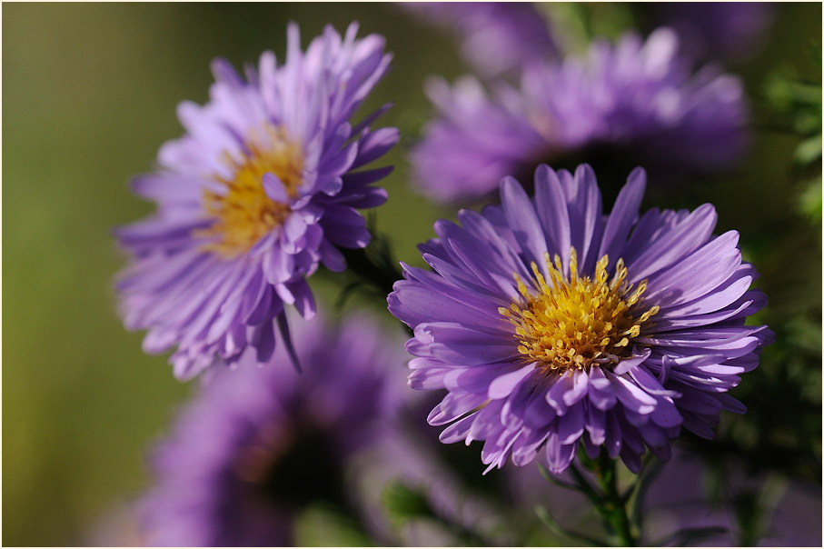 Aster