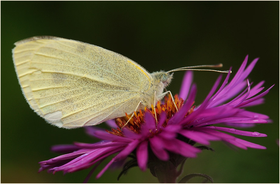 Kohlweißling auf Asterblüte