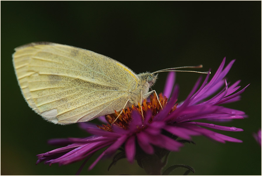 Kohlweißling auf Asterblüte