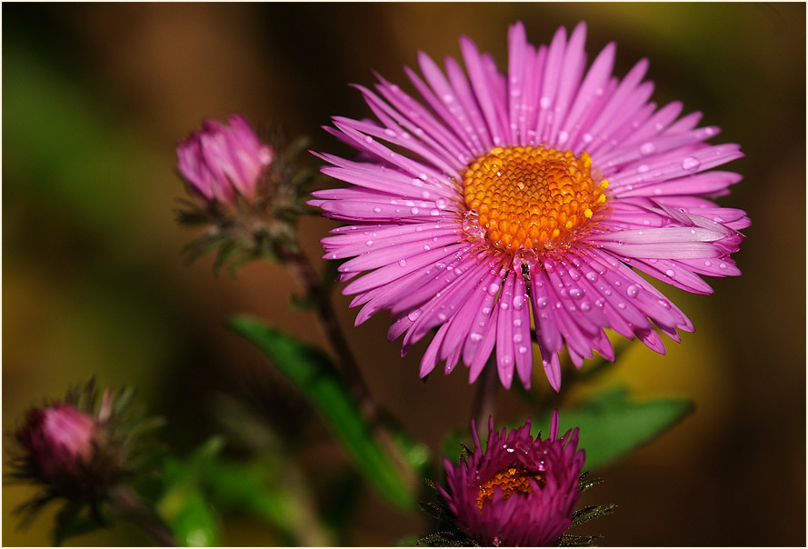 Aster