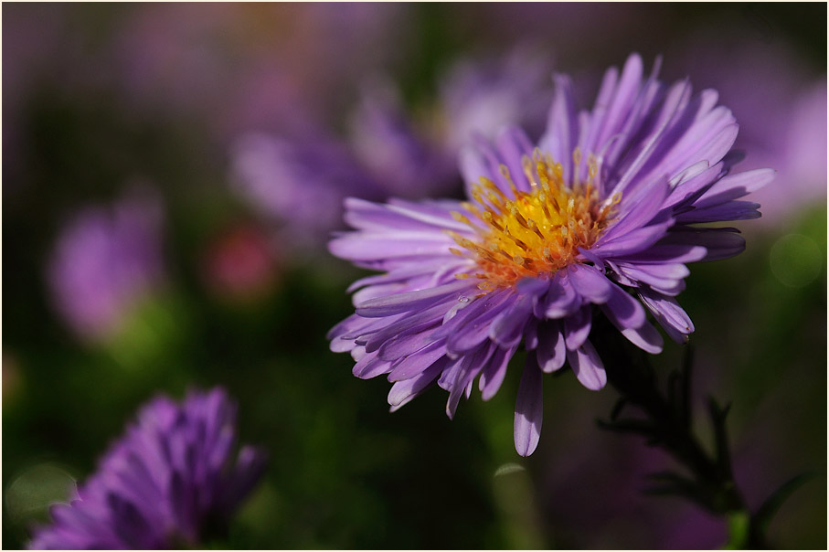 Aster