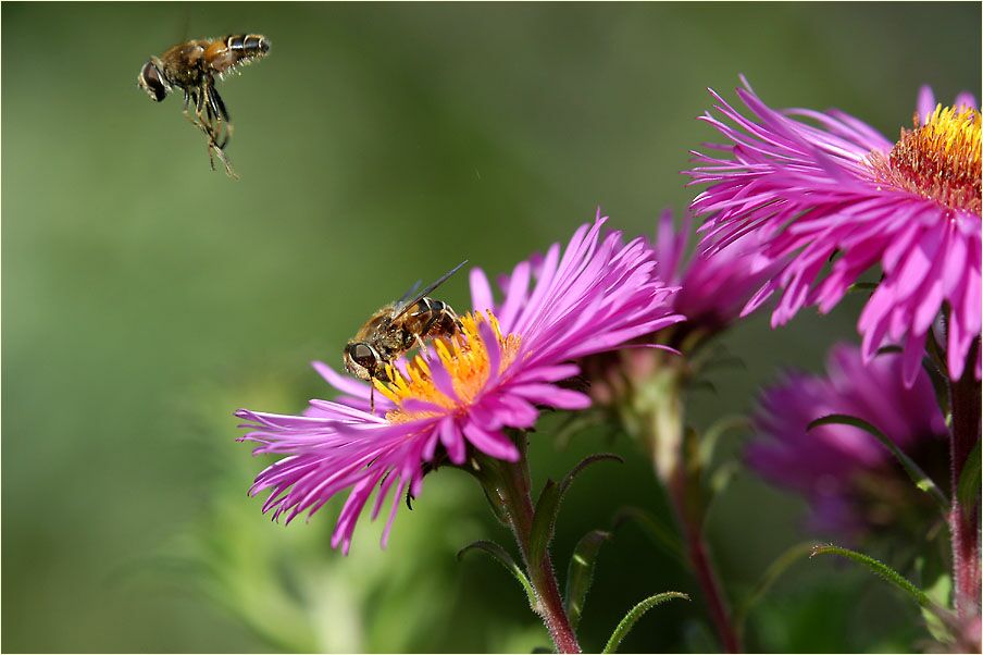 Aster