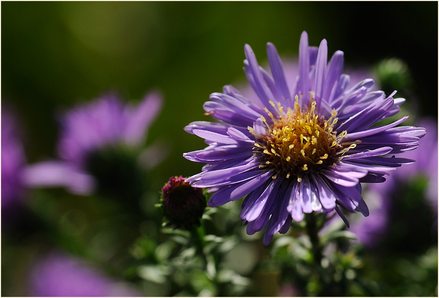 Aster