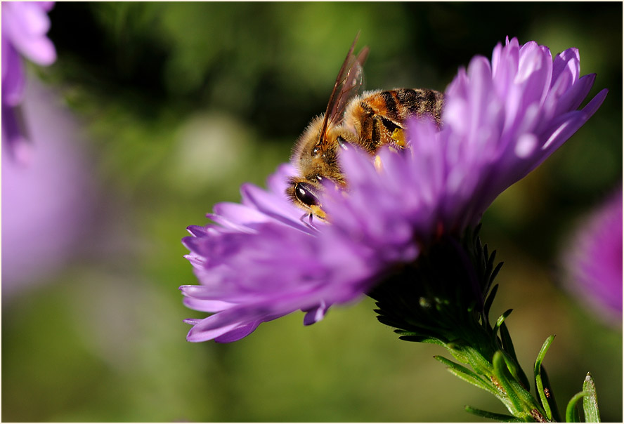 Biene auf Aster