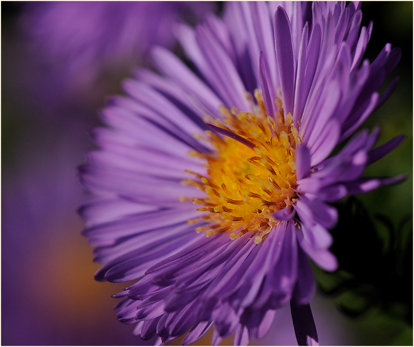 Aster