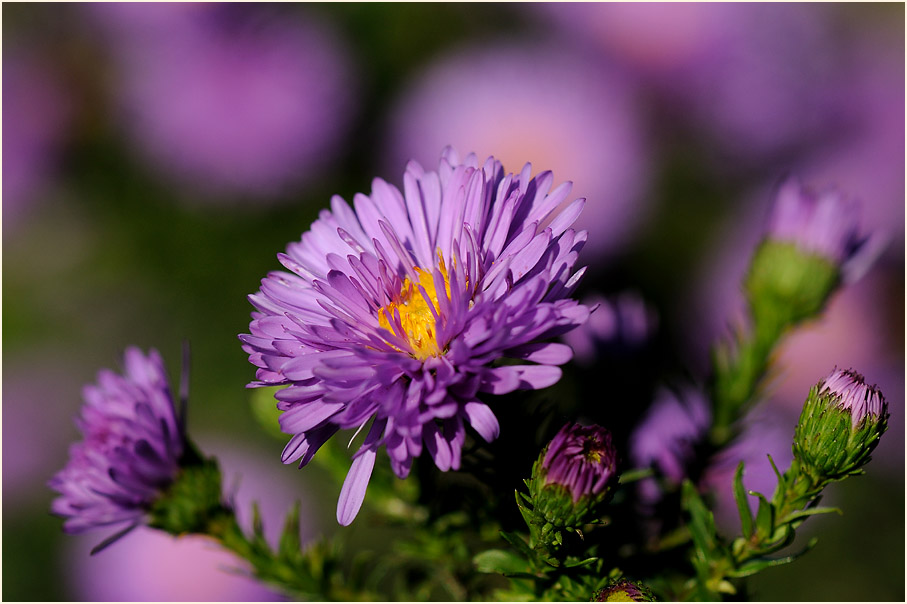 Aster