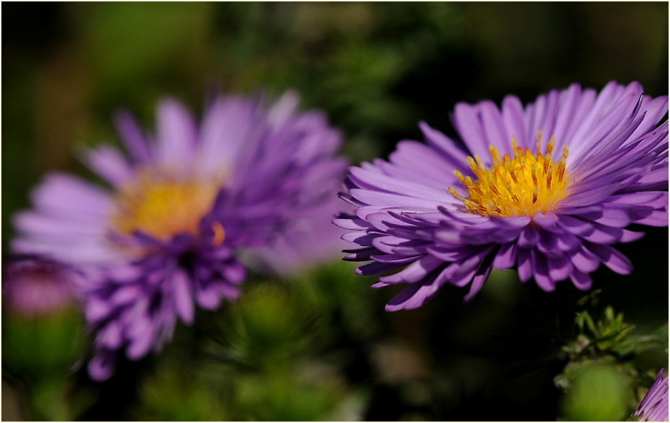 Aster