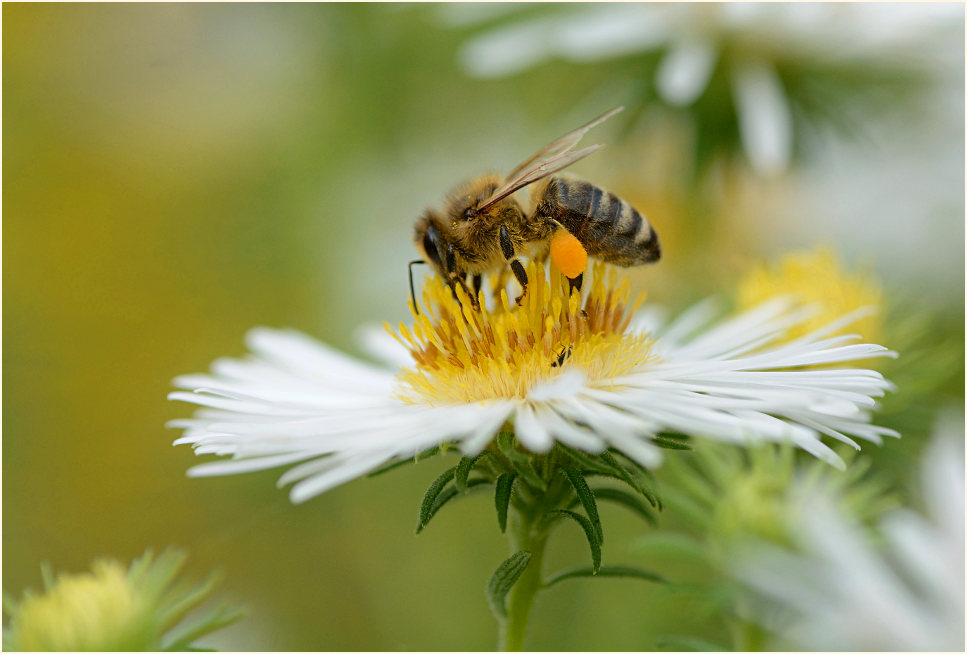 Biene auf Aster