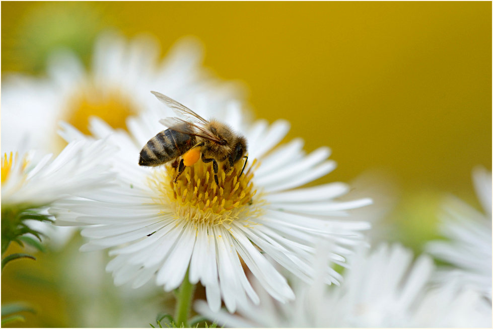 Biene auf Aster