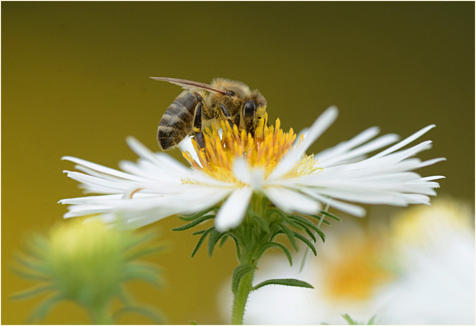 Biene auf Aster