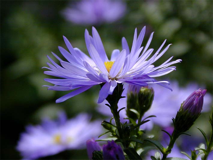 Aster