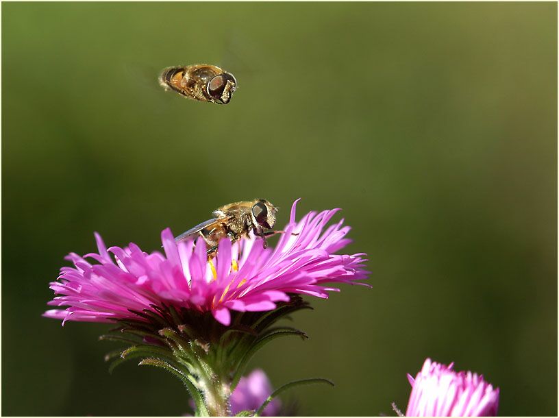 Aster