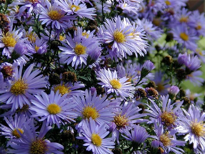 Aster