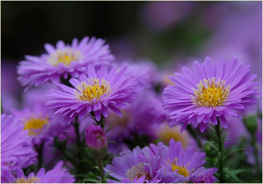 Aster