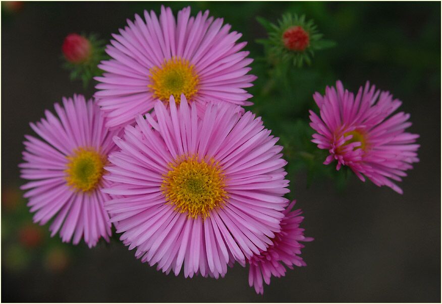 Aster