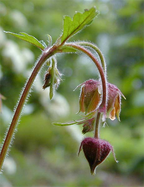 Bach-Nelkenwurz (Geum rivale)