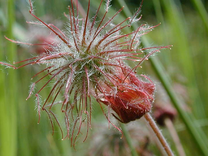 Bach-Nelkenwurz (Geum rivale)