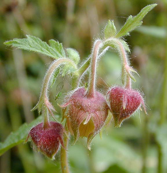 Bach-Nelkenwurz (Geum rivale)