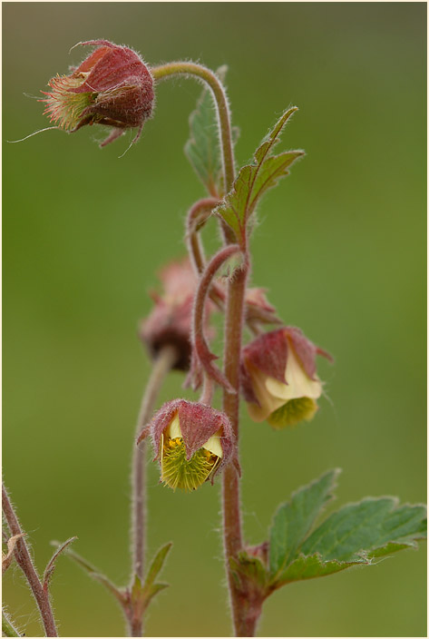 Bach-Nelkenwurz (Geum rivale)