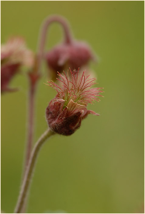 Bach-Nelkenwurz (Geum rivale)