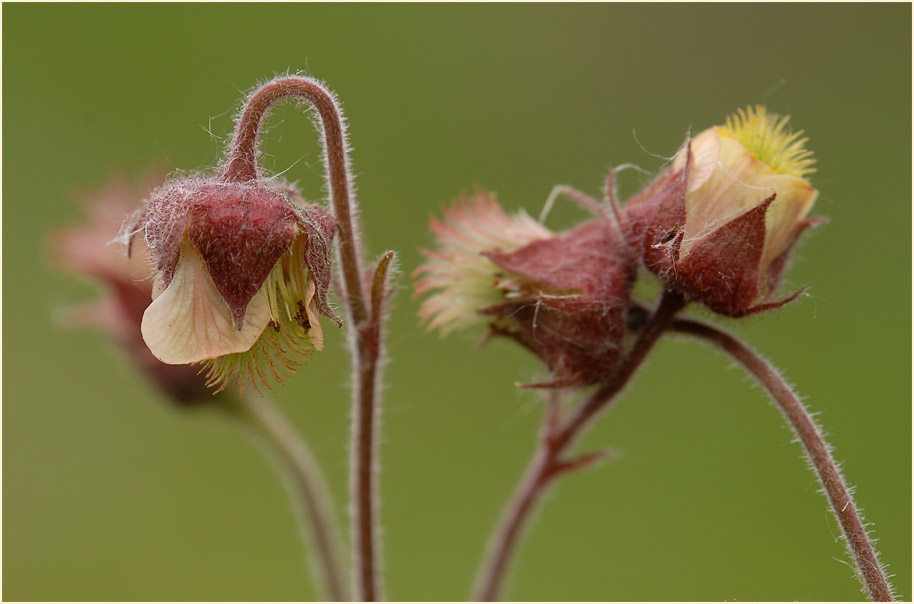 Bach-Nelkenwurz (Geum rivale)