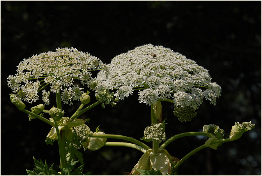 Bärenklau (Heracleum mantegazzianum)