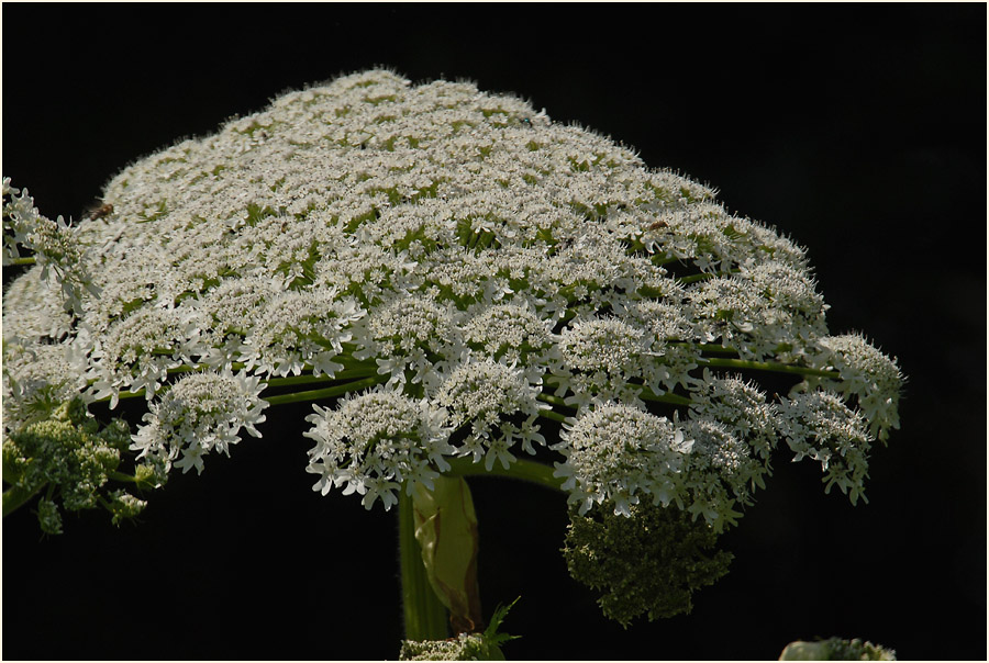 Bärenklau (Heracleum mantegazzianum)