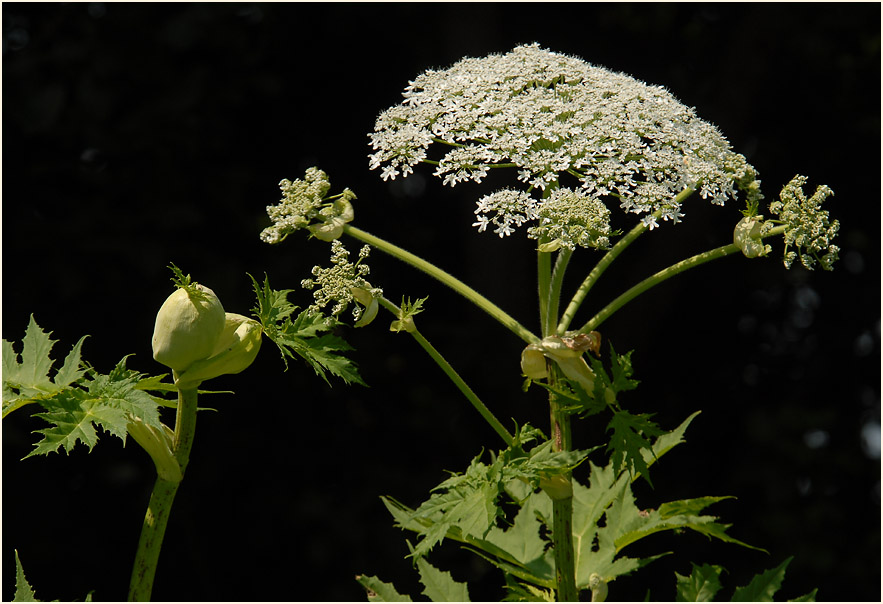 Bärenklau (Heracleum mantegazzianum)