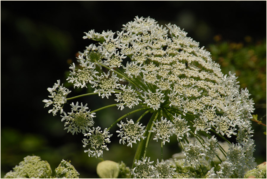 Bärenklau (Heracleum mantegazzianum)