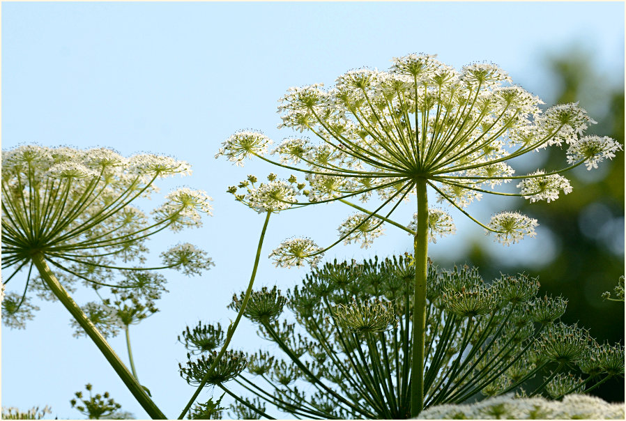 Bärenklau (Heracleum mantegazzianum)