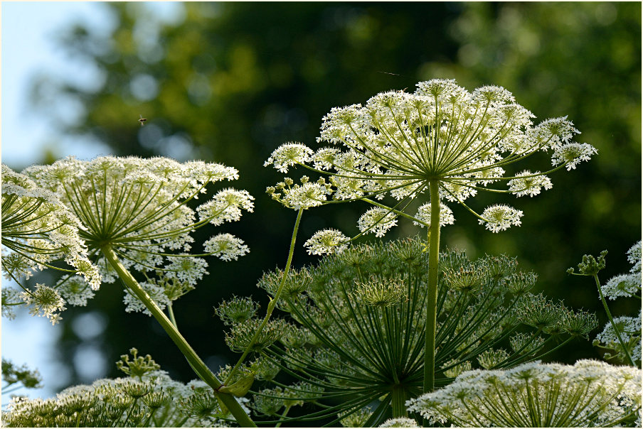 Bärenklau (Heracleum mantegazzianum)