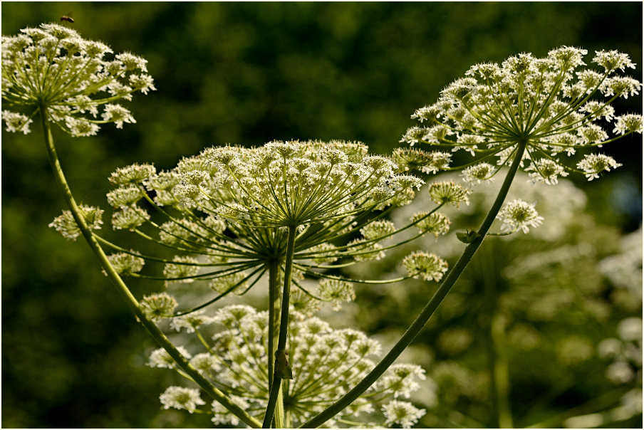 Bärenklau (Heracleum mantegazzianum)