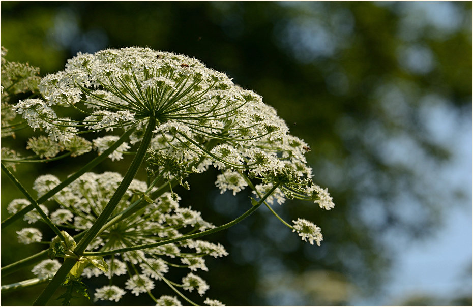 Bärenklau (Heracleum mantegazzianum)