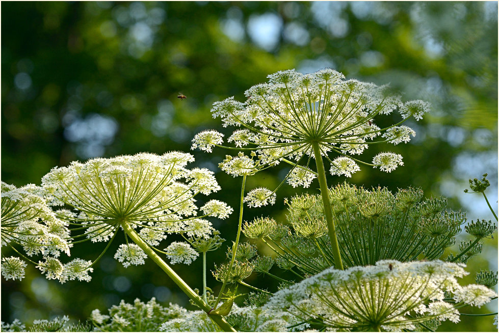 Bärenklau (Heracleum mantegazzianum)