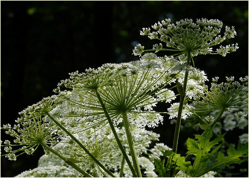 Bärenklau (Heracleum mantegazzianum)