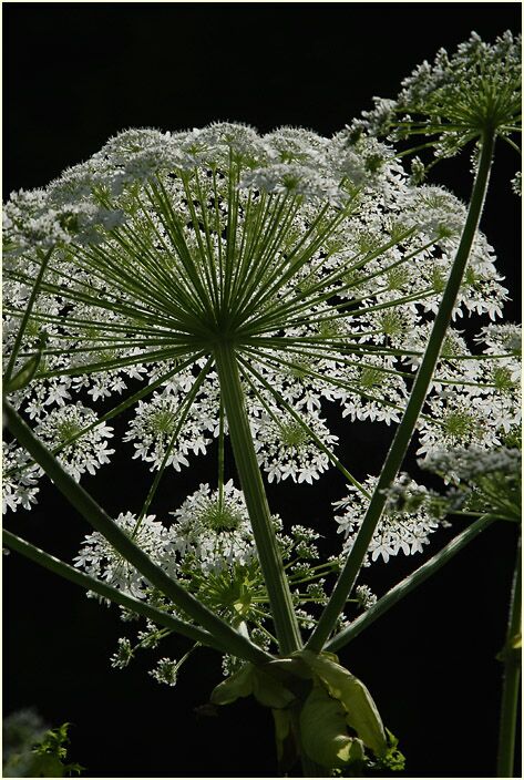 Bärenklau (Heracleum mantegazzianum)