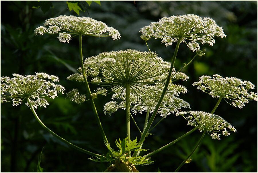 Bärenklau (Heracleum mantegazzianum)