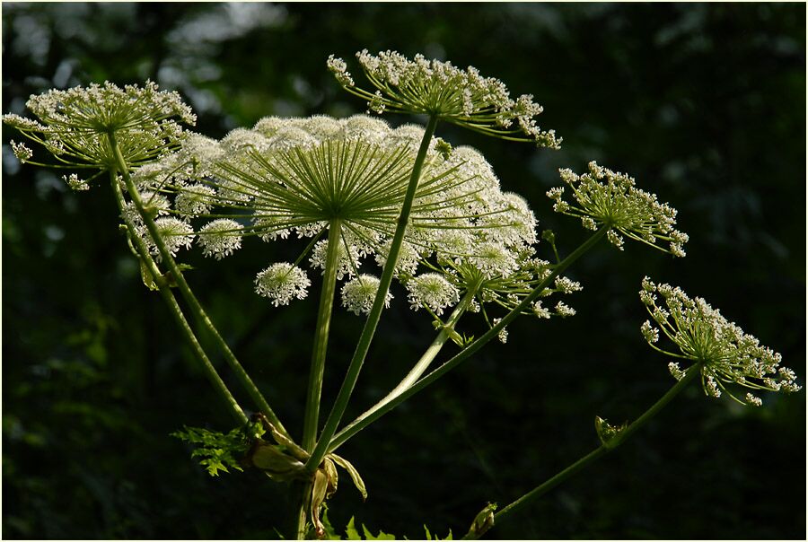 Bärenklau (Heracleum mantegazzianum)