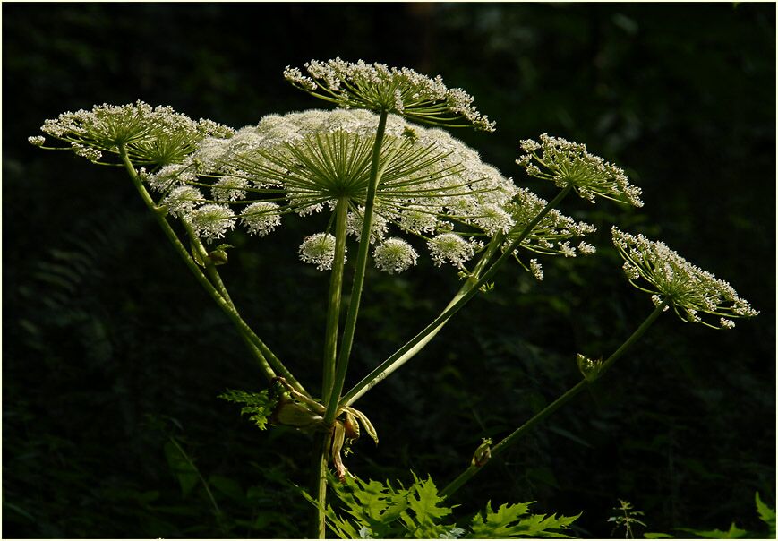 Bärenklau (Heracleum mantegazzianum)