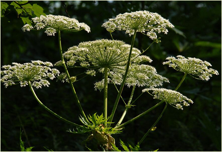 Bärenklau (Heracleum mantegazzianum)