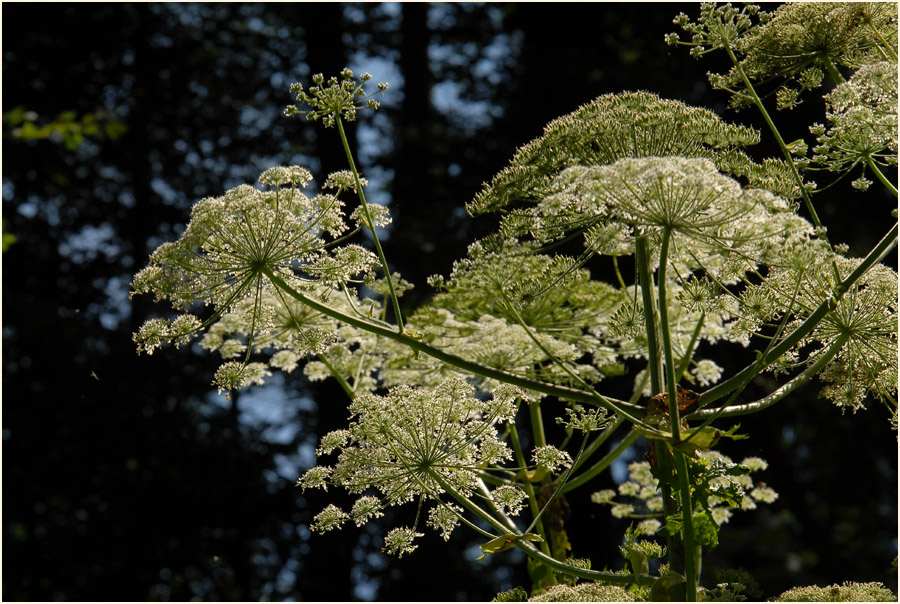 Bärenklau (Heracleum mantegazzianum)