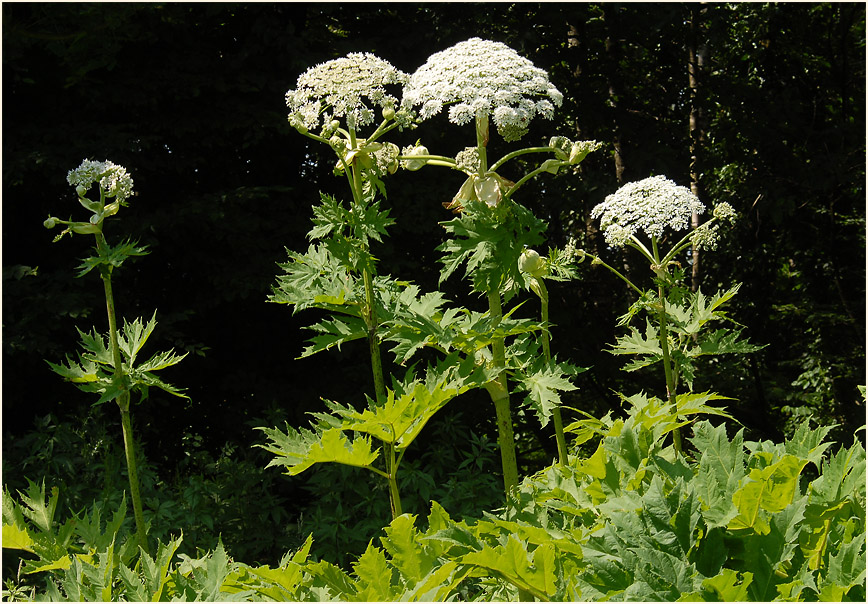 Bärenklau (Heracleum mantegazzianum)