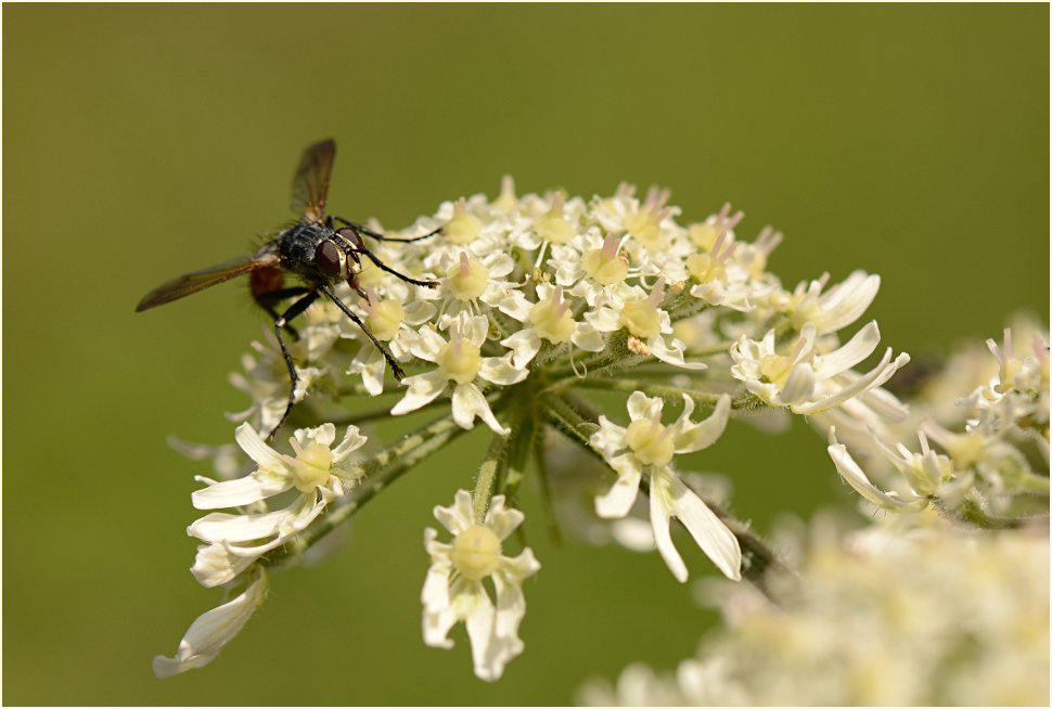 Bärenklau (Heracleum sphondylium)