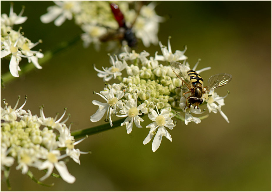 Bärenklau (Heracleum sphondylium)