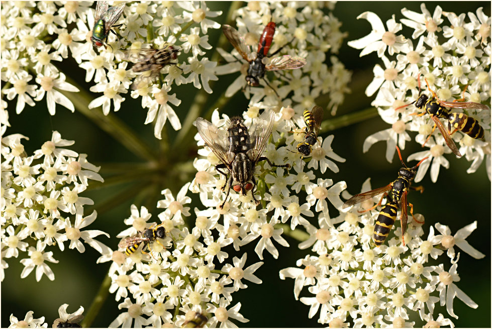 Bärenklau (Heracleum sphondylium)