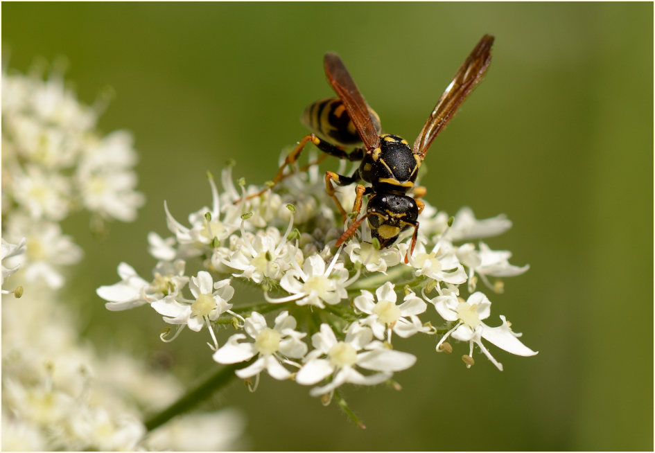 Bärenklau (Heracleum sphondylium)