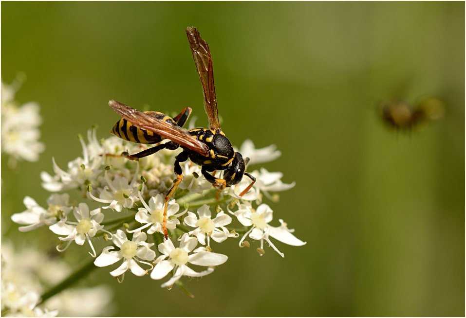 Bärenklau (Heracleum sphondylium)