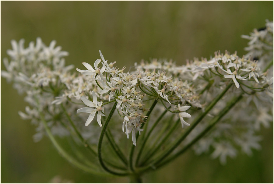 Bärenklau (Heracleum sphondylium)