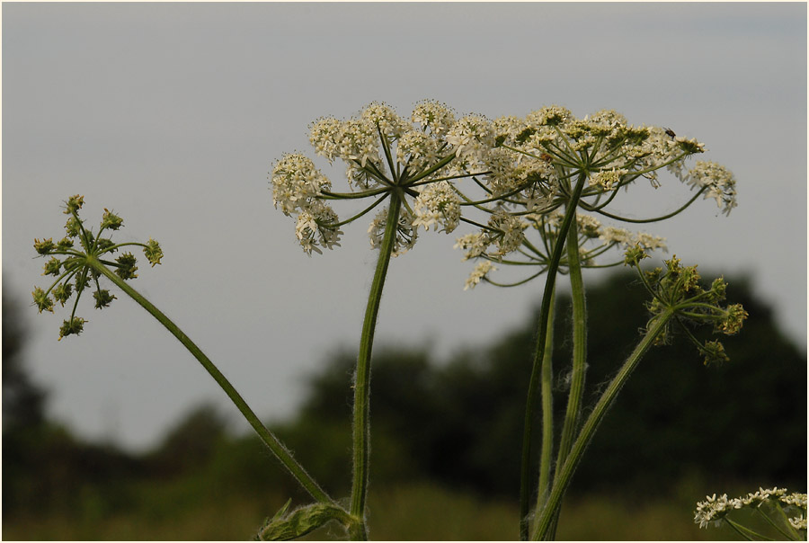 Bärenklau (Heracleum sphondylium)